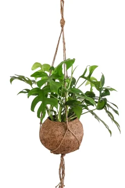 Dehner Hängepflanzen|Zimmerpflanzen Mit Übertopf > Kokodama-Ampel Fensterblatt - Monstera minima/Rhaphidophora tetrasperma