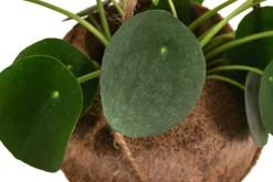 Dehner Hängepflanzen|Zimmerpflanzen Mit Übertopf - Kokodama-Ampel Glückstaler - Pilea peperomioides Grün