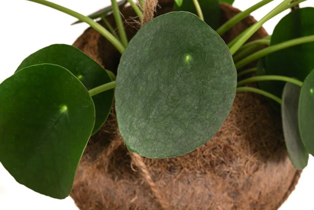 Dehner Hängepflanzen|Zimmerpflanzen Mit Übertopf - Kokodama-Ampel Glückstaler - Pilea peperomioides Grün