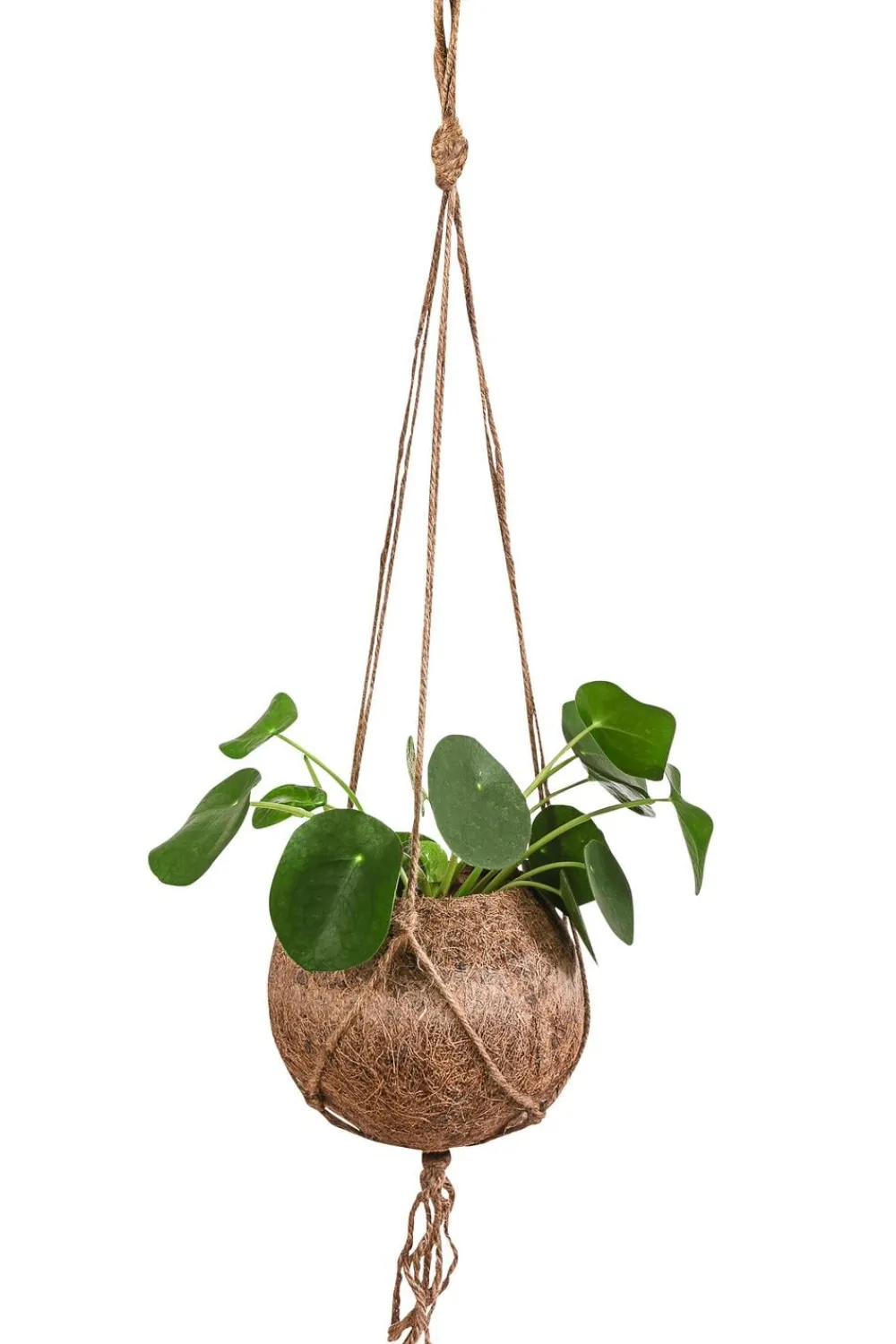 Dehner Hängepflanzen|Zimmerpflanzen Mit Übertopf - Kokodama-Ampel Glückstaler - Pilea peperomioides Grün