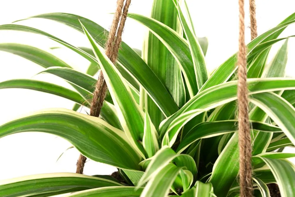 Dehner Kokodama-Ampel lilie - Chlorophytum Clearance