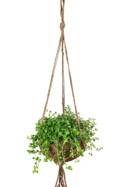 Dehner Hängepflanzen|Zimmerpflanzen Mit Übertopf - Kokodama-Ampel Kanonierblume - Pilea depressa Hellgrün