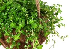 Dehner Hängepflanzen|Zimmerpflanzen Mit Übertopf - Kokodama-Ampel Kanonierblume - Pilea depressa Hellgrün
