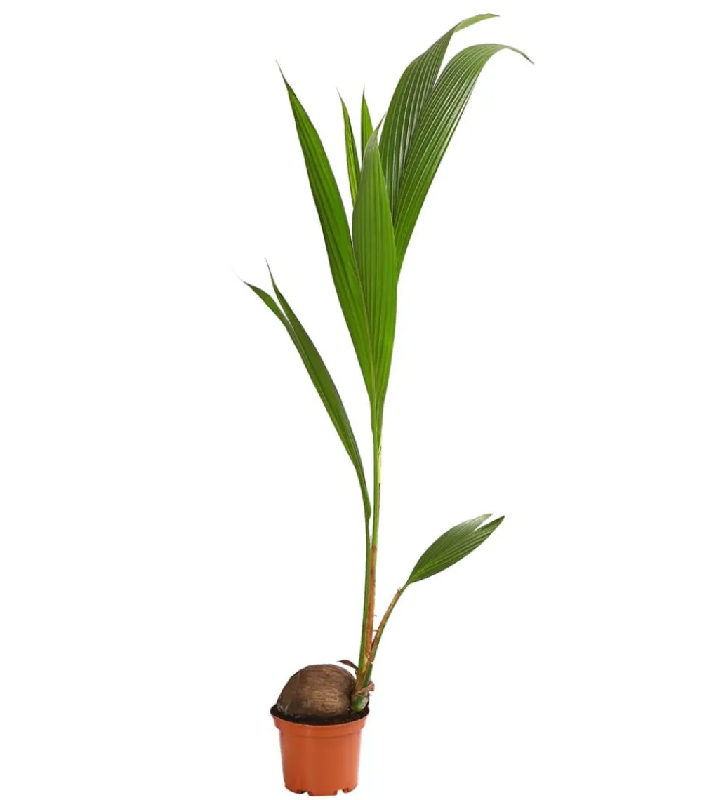Dehner Kokospalme - Cocos nucifera Grün Online