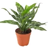 Dehner Grünpflanzen - Kolbenfaden - Aglaonema