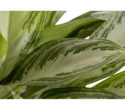 Dehner Grünpflanzen > Kolbenfaden - Aglaonema commutatum 'Silver Bay'