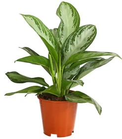 Dehner Kolbenfaden - Aglaonema commutatum 'Silver Bay' Hot