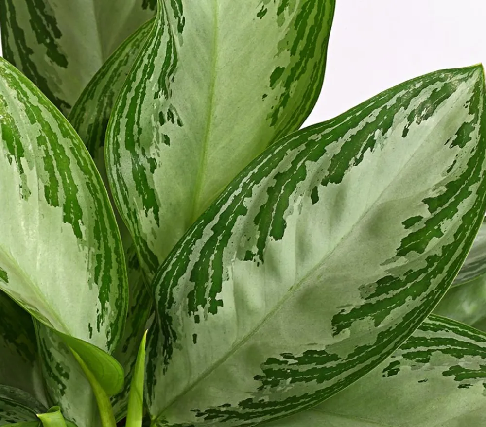 Dehner Kolbenfaden - Aglaonema commutatum 'Silver Bay' Hot