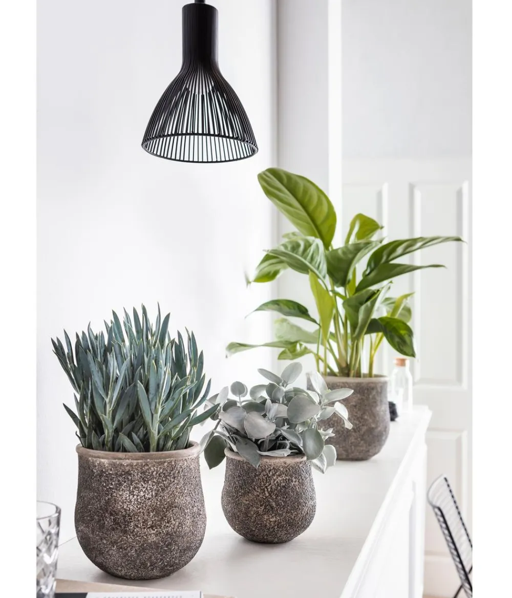 Dehner Kolbenfaden - Aglaonema commutatum 'Silver Bay' Hot