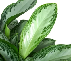 Dehner Kolbenfaden - Aglaonema commutatum 'Silver Bay', Hydrokultur Clearance