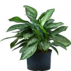 Dehner Kolbenfaden - Aglaonema commutatum 'Silver Bay', Hydrokultur Clearance