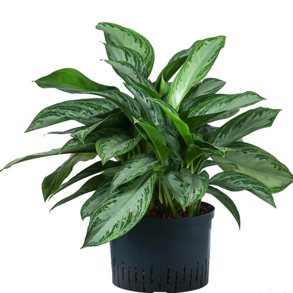 Dehner Kolbenfaden - Aglaonema commutatum 'Silver Bay', Hydrokultur Clearance