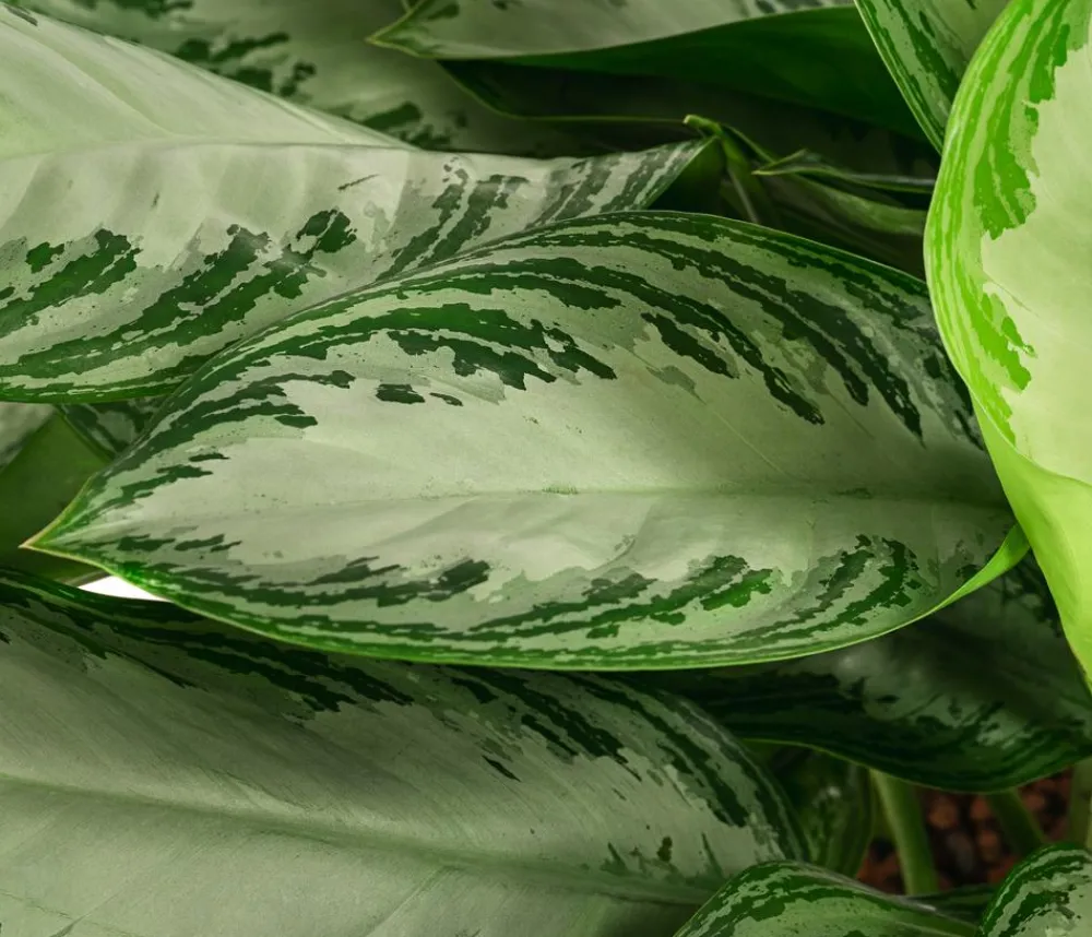 Dehner Hydropflanzen|Grünpflanzen - Kolbenfaden - Aglaonema commutatum 'Silver Bay', Hydrokultur