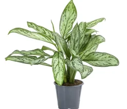 Dehner Grünpflanzen > Kolbenfaden - Aglaonema cultivars 'Christina'