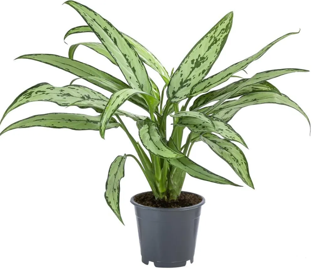 Dehner Kolbenfaden - Aglaonema cultivars 'Cutlass' Discount