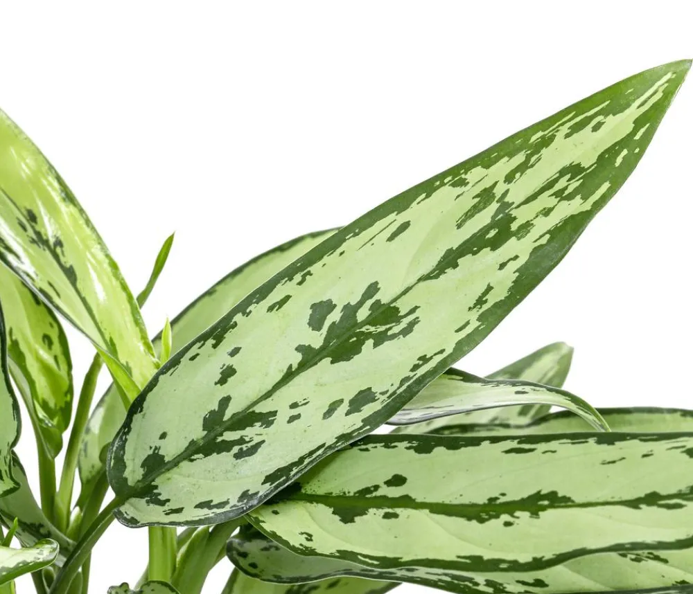 Dehner Kolbenfaden - Aglaonema cultivars 'Cutlass' Discount
