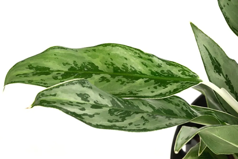 Dehner Kolbenfaden - Aglaonema 'Greyhound', Hydrokultur Best
