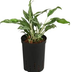 Dehner Kolbenfaden - Aglaonema 'Greyhound', Hydrokultur Best