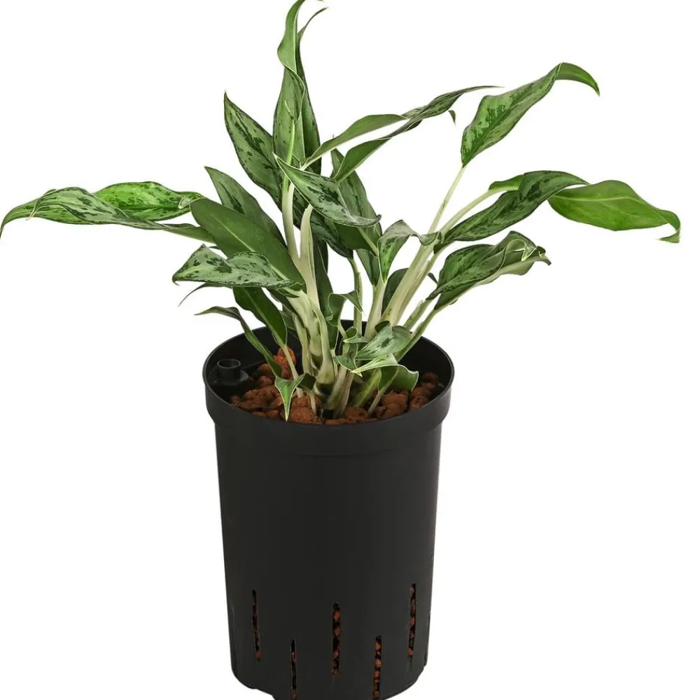 Dehner Kolbenfaden - Aglaonema 'Greyhound', Hydrokultur Best