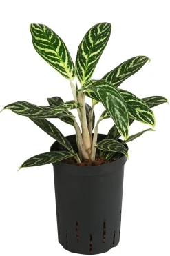 Dehner Hydropflanzen|Grünpflanzen > Kolbenfaden - Aglaonema 'Ivy Green', Hydrokultur
