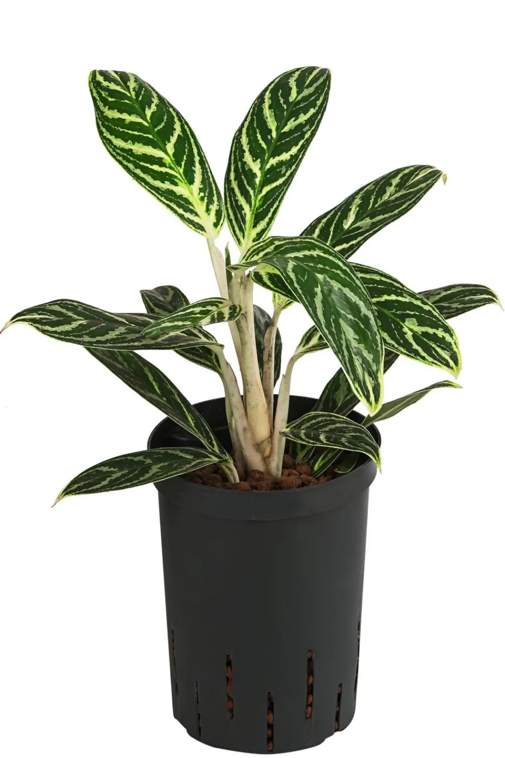 Dehner Hydropflanzen|Grünpflanzen > Kolbenfaden - Aglaonema 'Ivy Green', Hydrokultur