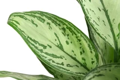 Dehner Kolbenfaden - Aglaonema 'Maria', Hydrokultur Best