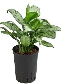 Dehner Kolbenfaden - Aglaonema 'Maria', Hydrokultur Best