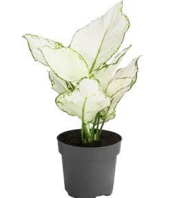 Dehner Grünpflanzen > Kolbenfaden - Aglaonema 'White Joy'