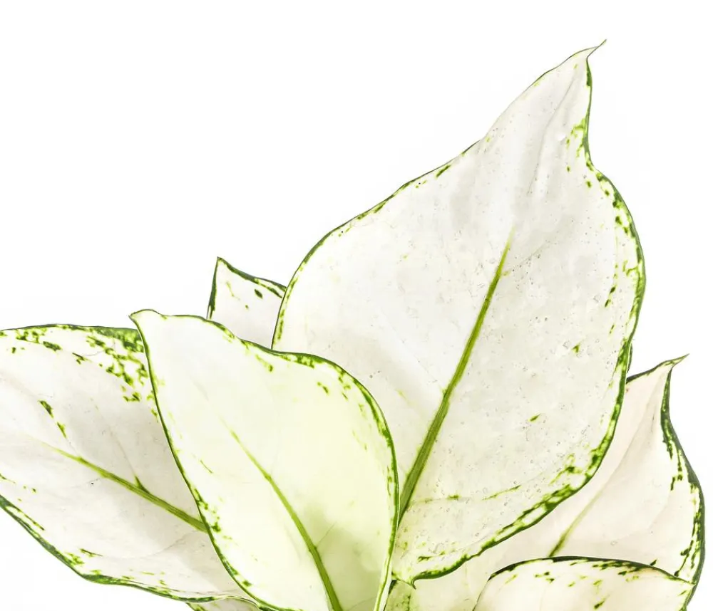 Dehner Grünpflanzen > Kolbenfaden - Aglaonema 'White Joy'