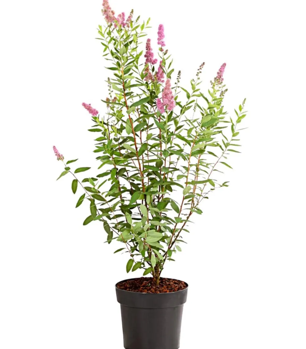 Dehner Kolbenspiere 'Triumphans' Rosa Discount