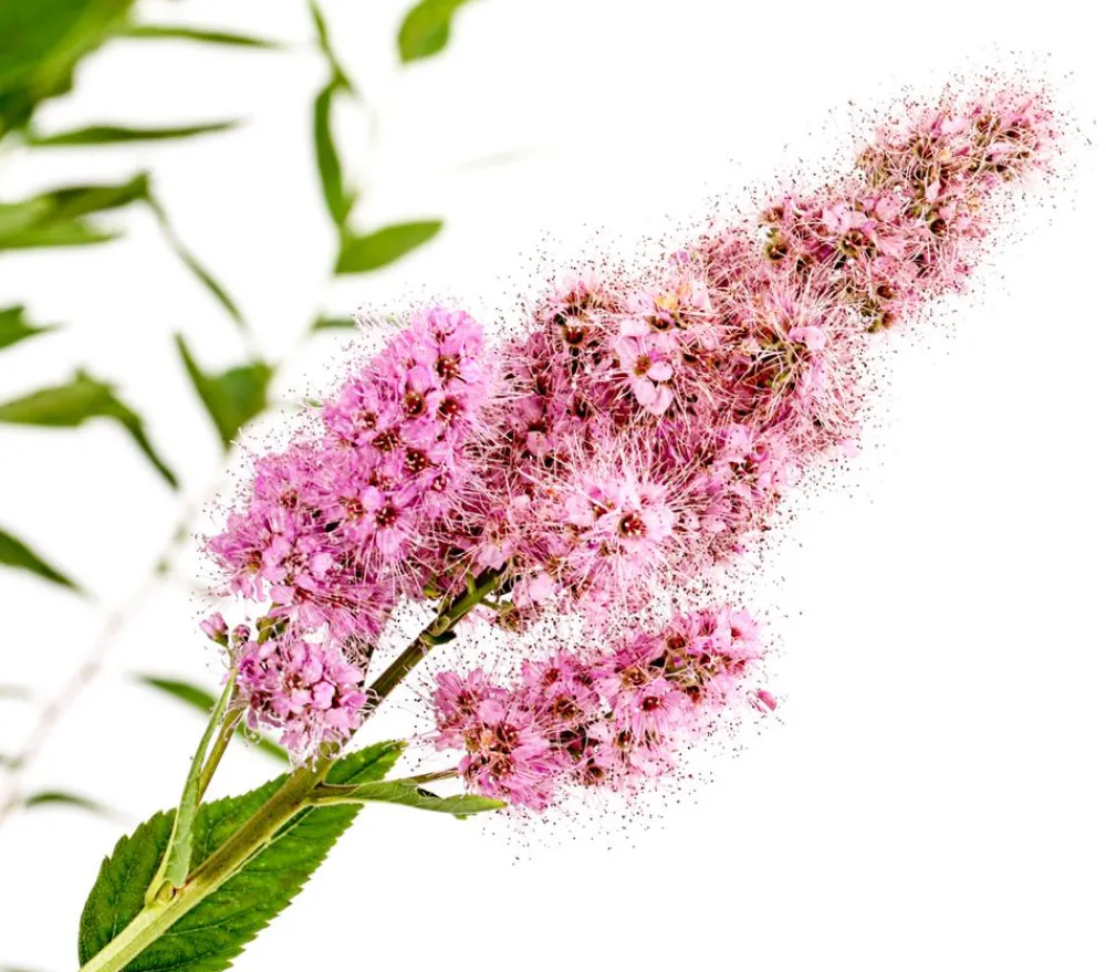 Dehner Kolbenspiere 'Triumphans' Rosa Discount
