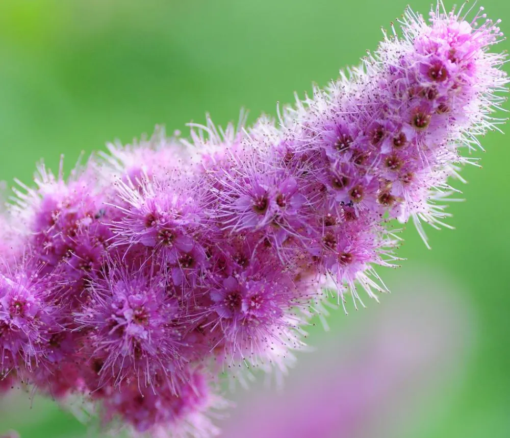 Dehner Kolbenspiere 'Triumphans' Rosa Discount
