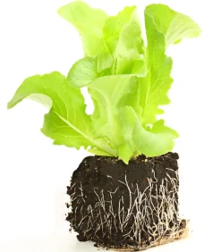 Dehner Kohl- & Salatpflanzen - Kopfsalat, 12er Schale Grün