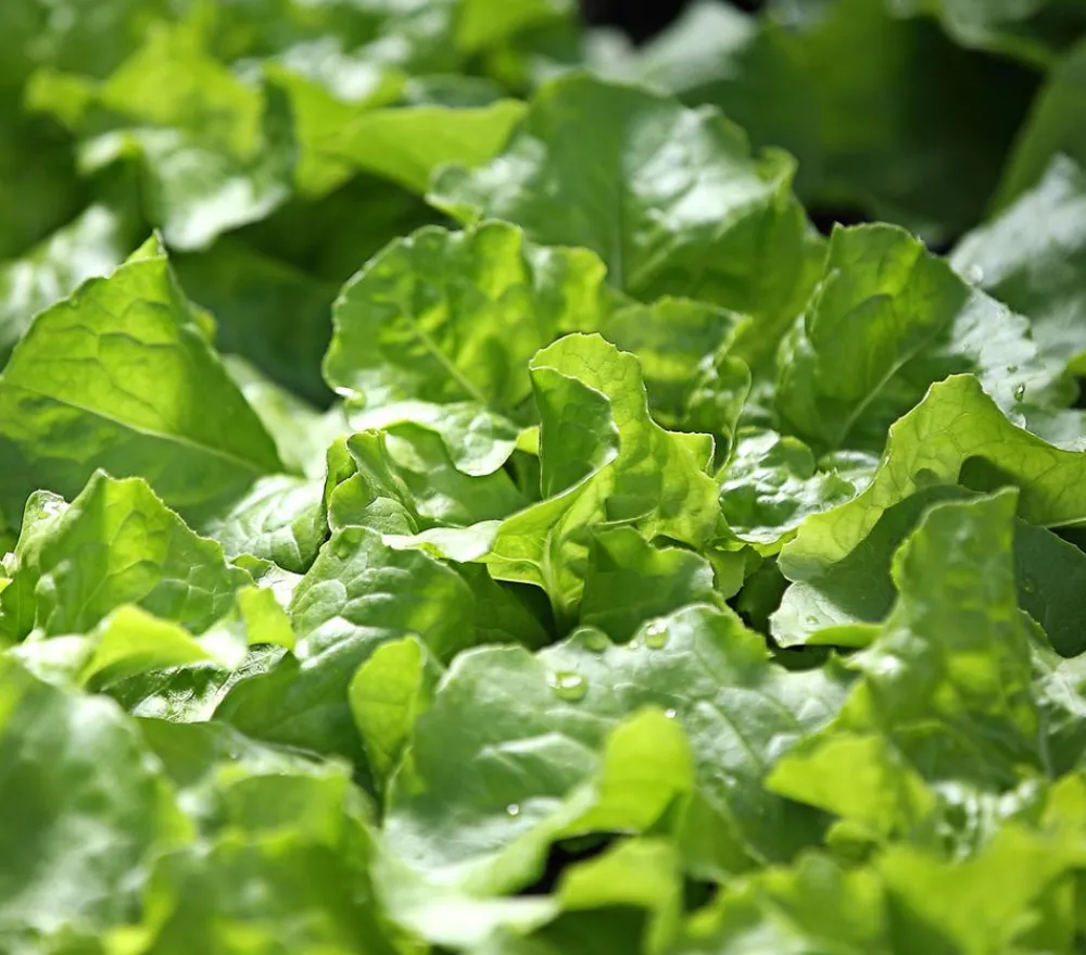 Dehner Kohl- & Salatpflanzen - Kopfsalat, 12er Schale Grün