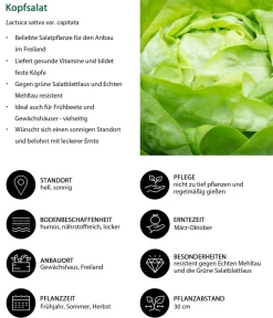 Dehner Kohl- & Salatpflanzen - Kopfsalat, 12er Schale Grün