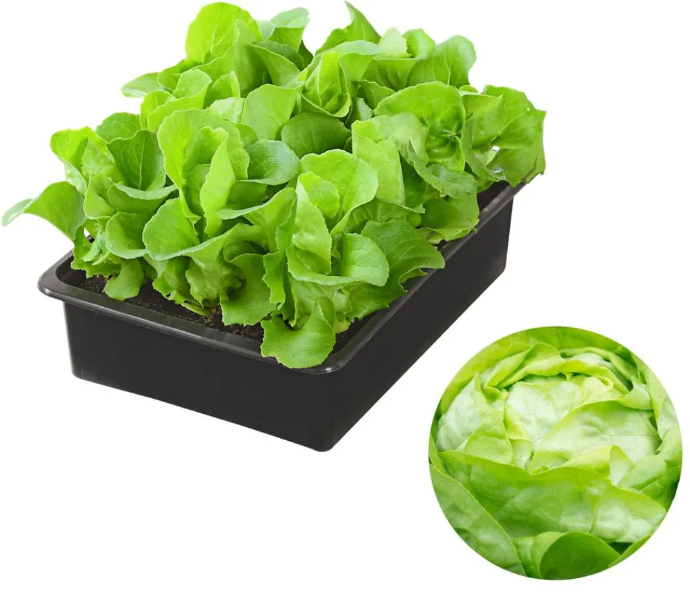 Dehner Kohl- & Salatpflanzen - Kopfsalat, 12er Schale Grün