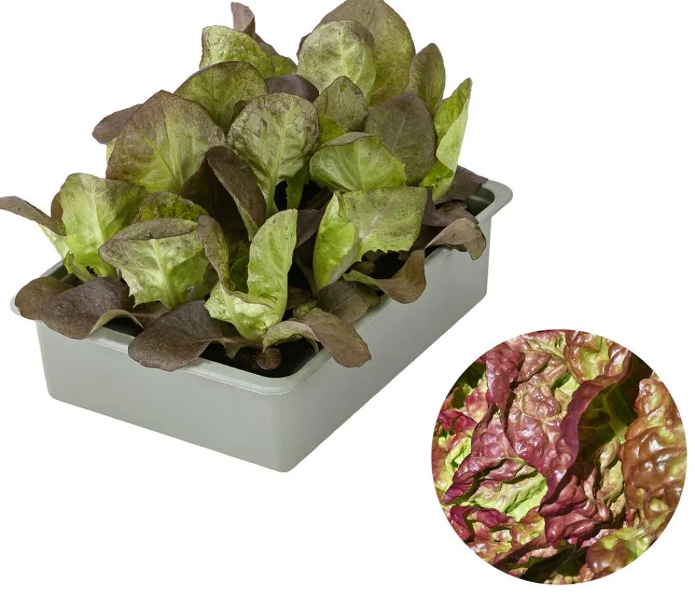 Dehner Kopfsalat Rotkäppchen, lausresistent, 12er Schale Online