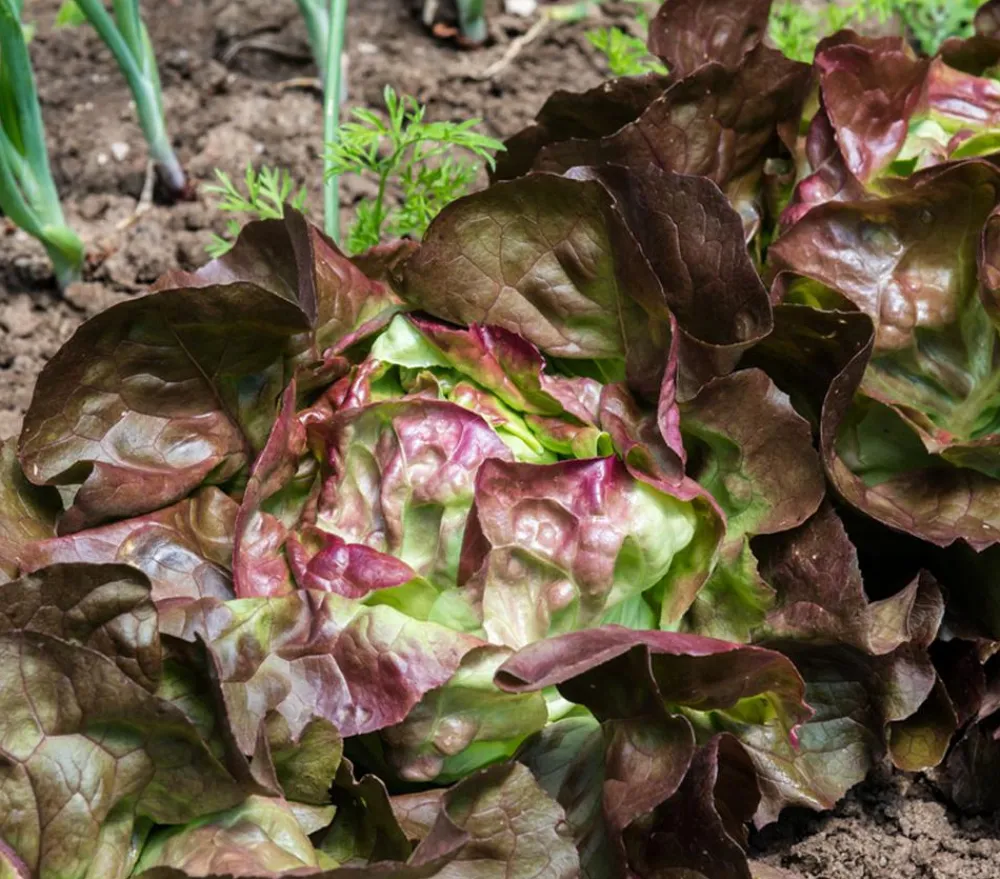 Dehner Kopfsalat Rotkäppchen, lausresistent, 12er Schale Online