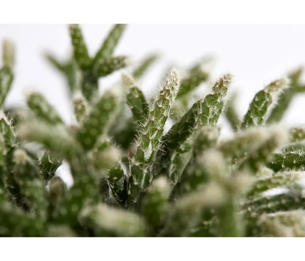 Dehner Kakteen > Korallenkaktus - Rhipsalis cassutha, verschiedene Sorten