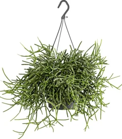 Dehner Korallenkaktus - Rhipsalis cassutha, verschiedene Sorten, Ampel Grün Hot