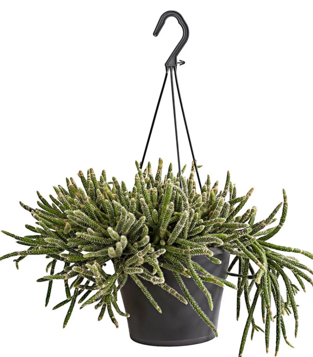 Dehner Korallenkaktus - Rhipsalis cassutha, verschiedene Sorten, Ampel Grün Hot