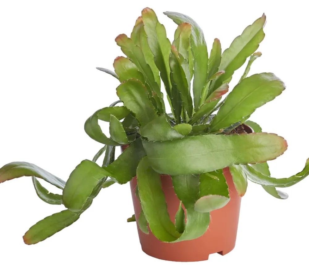 Dehner Korallenkaktus - Rhipsalis 'Red Coral' Grün Outlet