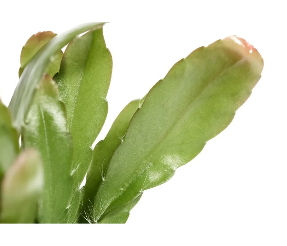 Dehner Korallenkaktus - Rhipsalis 'Red Coral' Grün Outlet