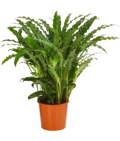 Dehner Korbmarante - Calathea 'Bluegrass' Grün New