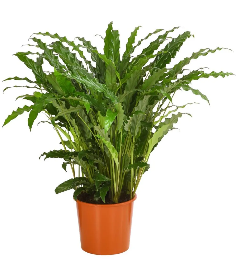 Dehner Korbmarante - Calathea 'Bluegrass' Grün New