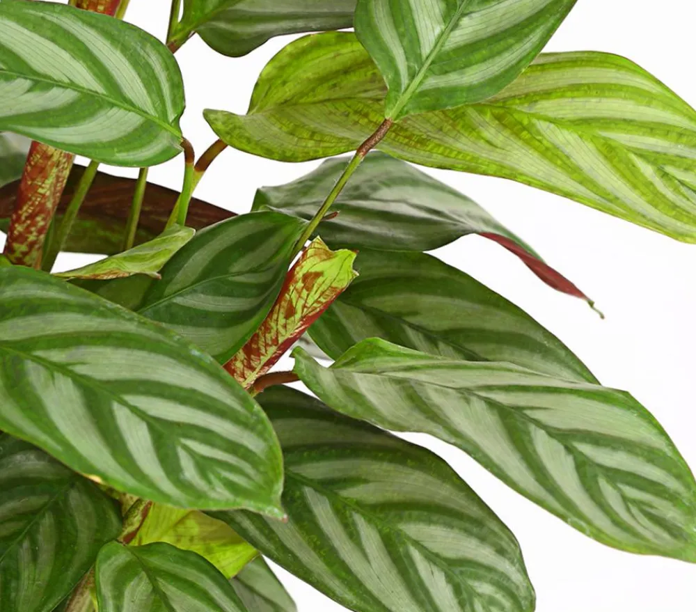 Dehner Calathea & Alocasia|Grünpflanzen > Korbmarante - Calathea 'Compactstar'