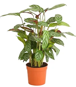Dehner Calathea & Alocasia|Grünpflanzen > Korbmarante - Calathea 'Compactstar'
