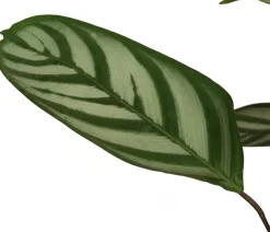 Dehner Calathea & Alocasia|Grünpflanzen - Korbmarante - Calathea 'Compactstar'