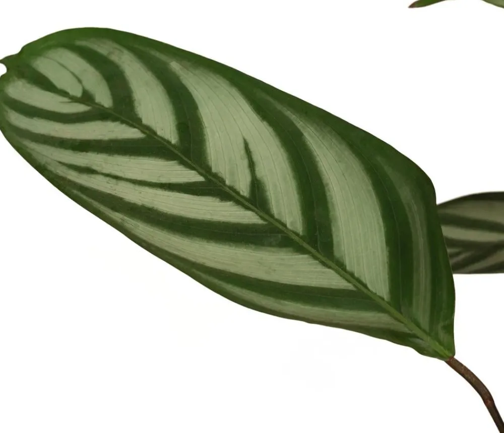 Dehner Calathea & Alocasia|Grünpflanzen - Korbmarante - Calathea 'Compactstar'