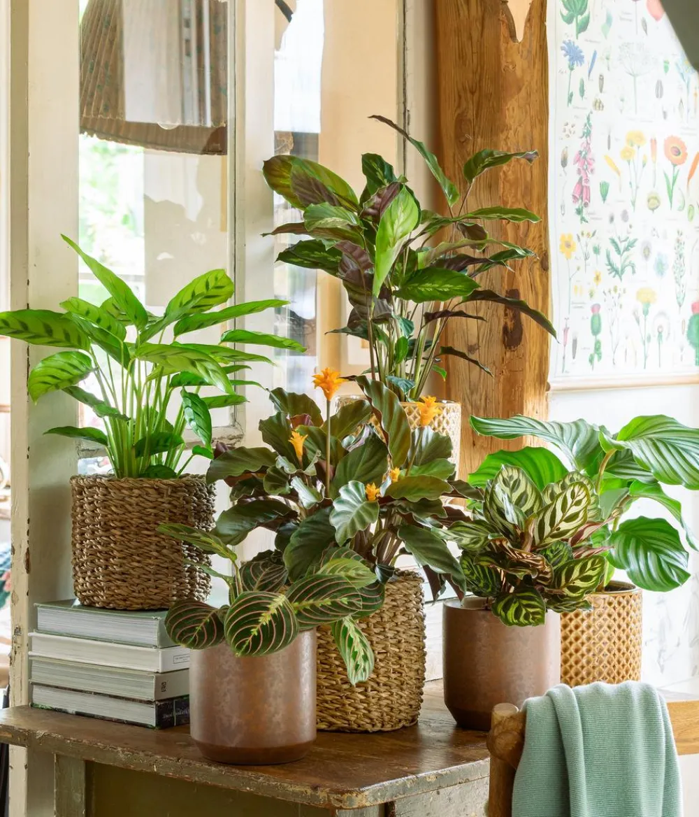 Dehner Korbmarante - Calathea crocata Discount